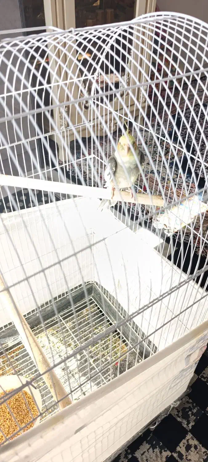 عروس هلندی سخنگو|پرنده|بومهن, |دیوار