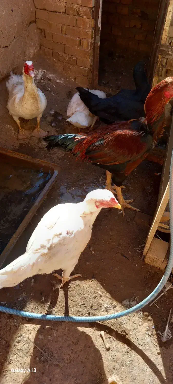 اردک اسراییلی|حیوانات مزرعه|تربت جام, جامرود|دیوار