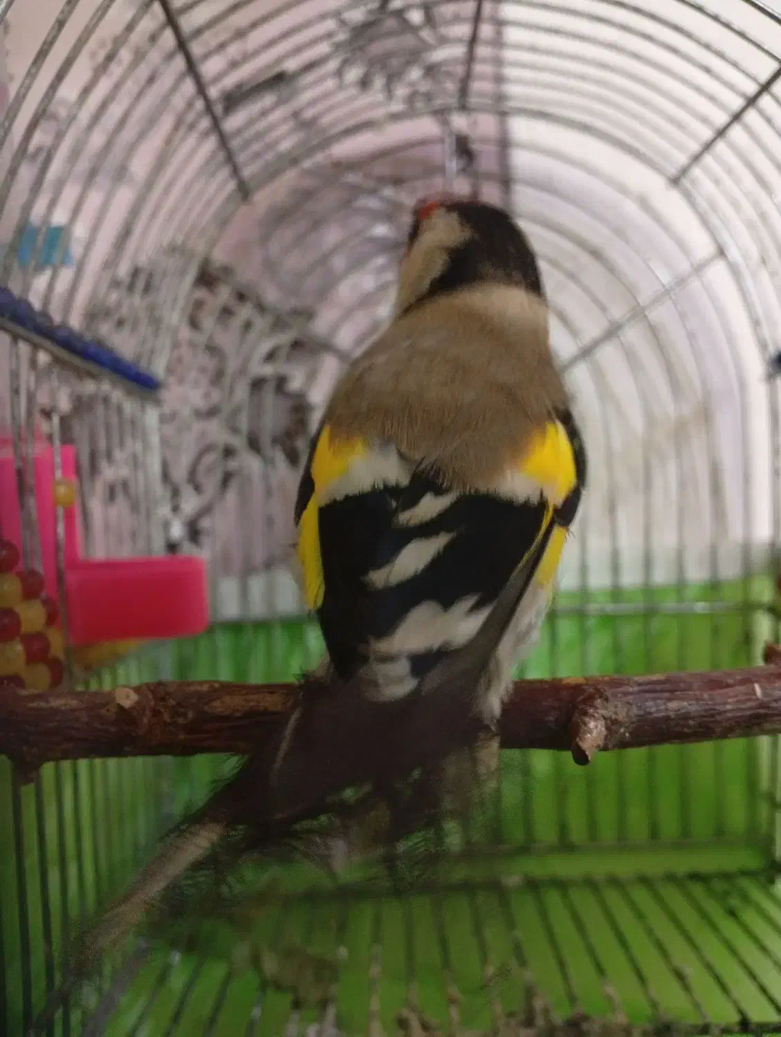 سهره|پرنده|یاسوج, |دیوار