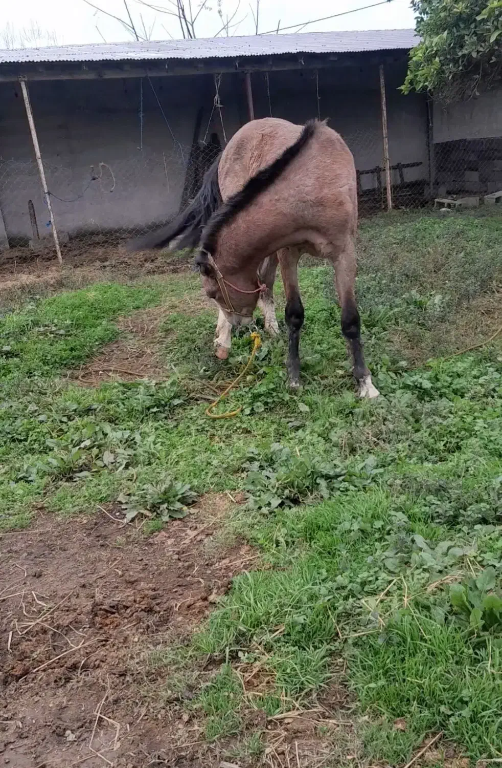 اسب ماده  نژاد دار|اسب و تجهیزات اسب‌سواری|تولم شهر, |دیوار