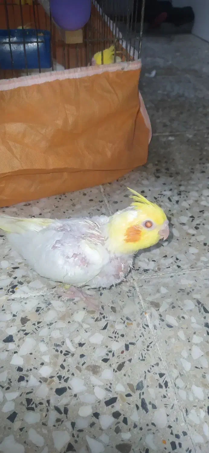 عروس پاریس|پرنده|اهواز, سپیدار|دیوار