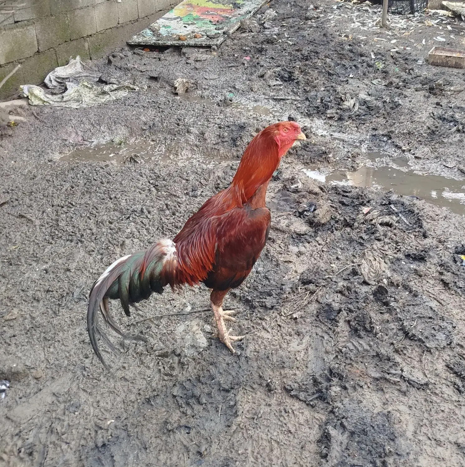 خروس لاری|خوردنی و آشامیدنی|رشت, آزادگان|دیوار