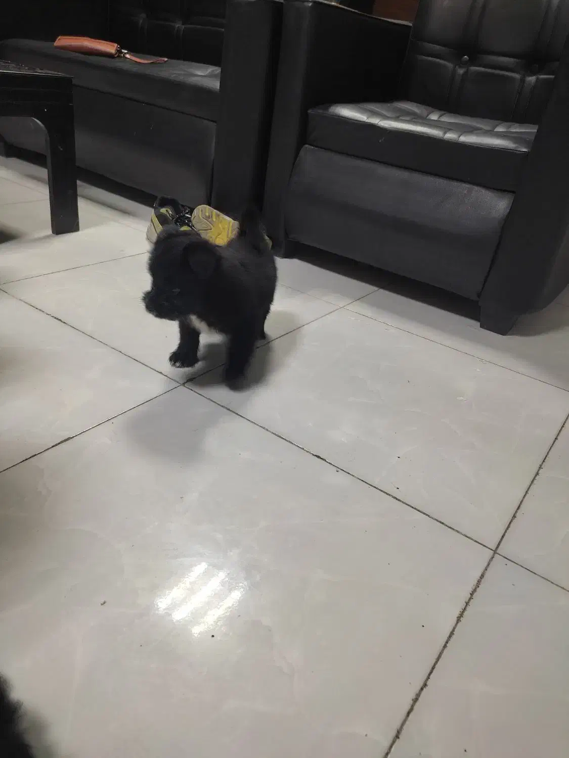 سگ پامر / شینزو|سگ|گلبهار, شهر جدید گلبهار|دیوار