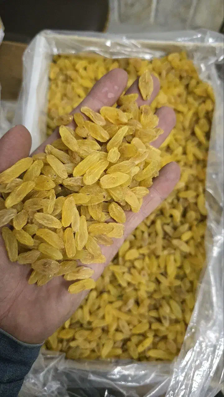 کشمش سبز و آبگیری انواع کشمش|خوردنی و آشامیدنی|رشت, منظریه|دیوار