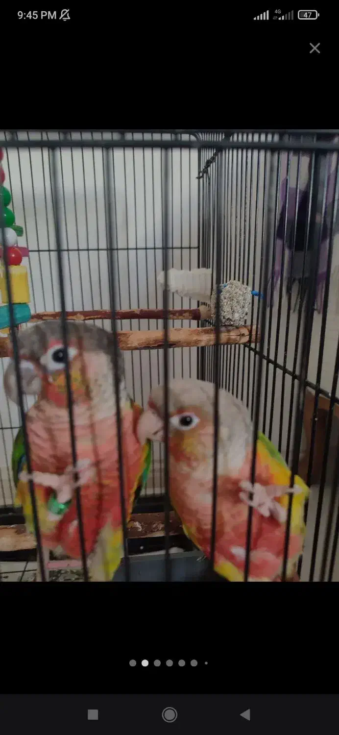 گرینچیک و عروس|پرنده|ساری, |دیوار