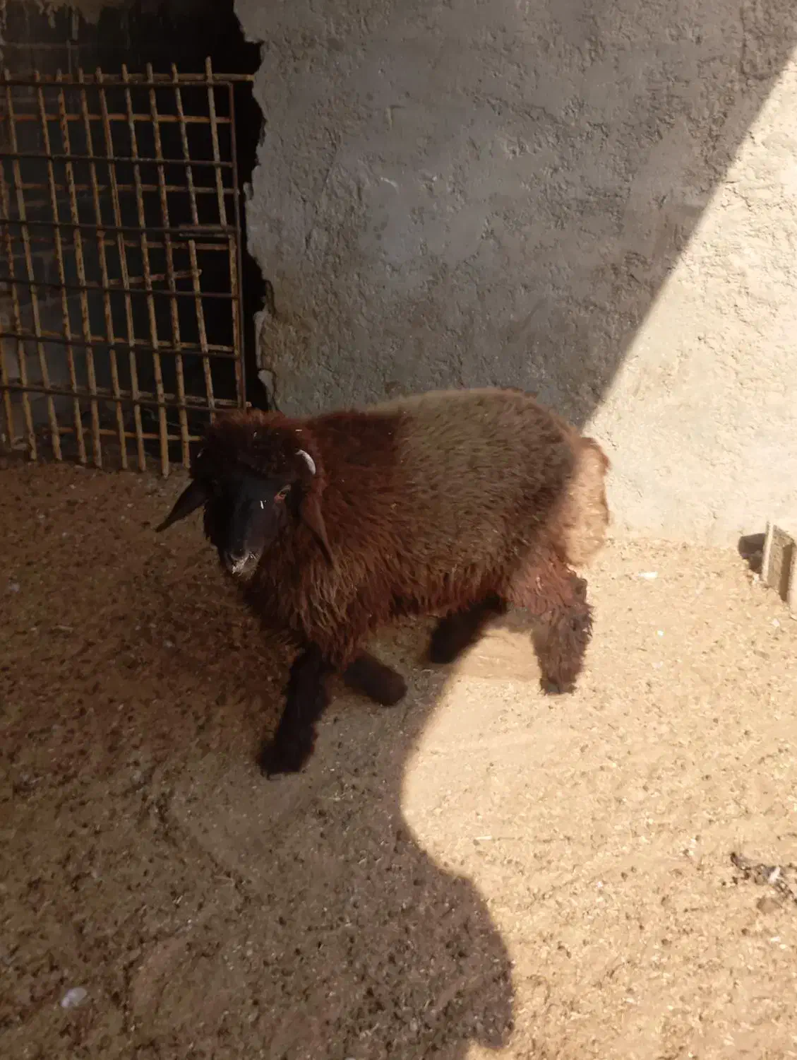 بره نر درجه یک|حیوانات مزرعه|سعدآباد, |دیوار