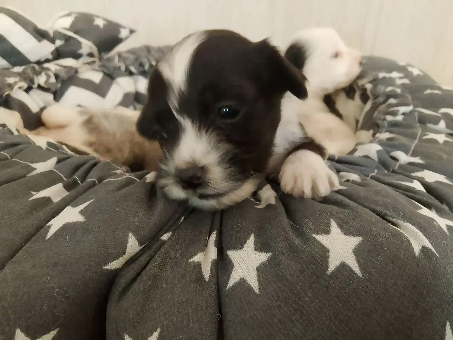 سگ شیتزو|سگ|بجنورد, |دیوار