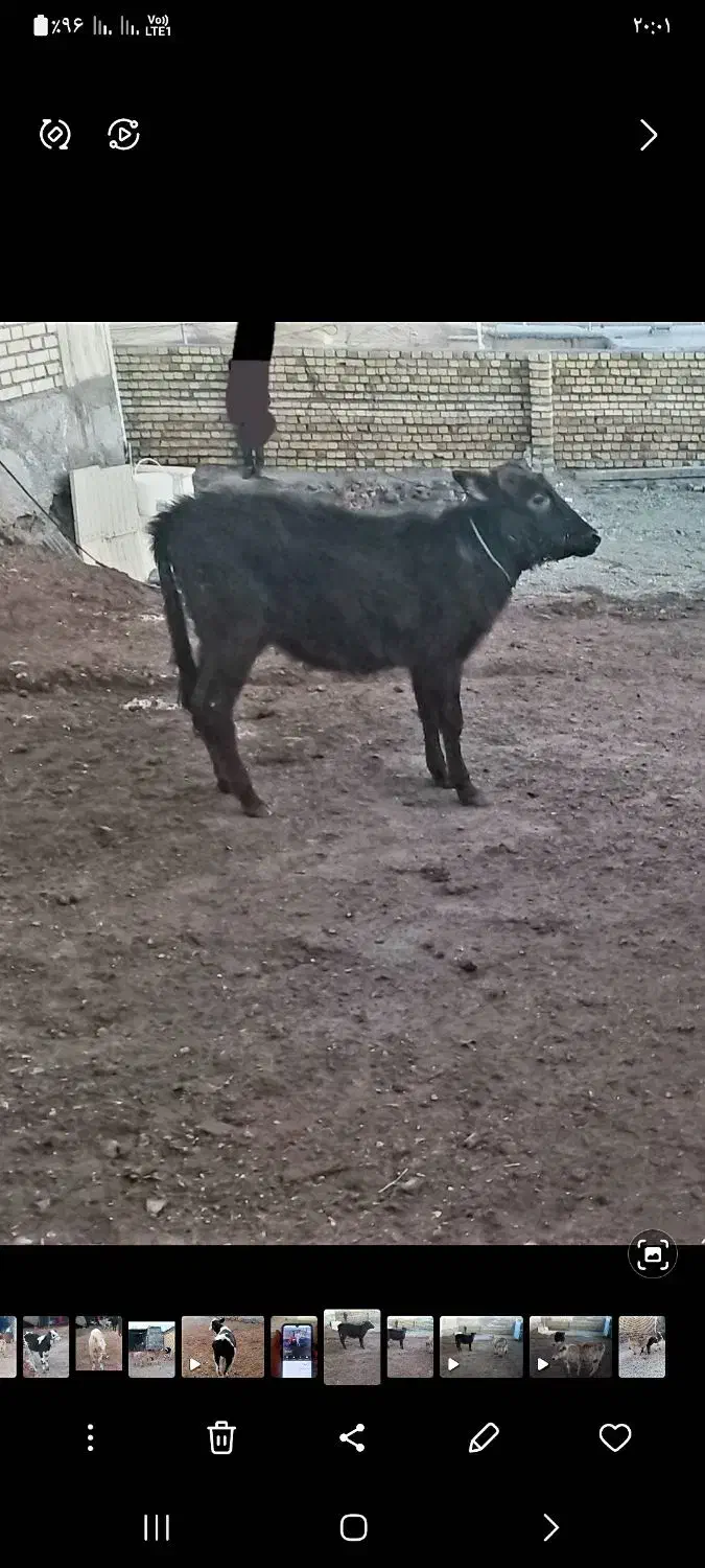 گوساله ماده باب داشت مالچه|حیوانات مزرعه|کامیاران, |دیوار