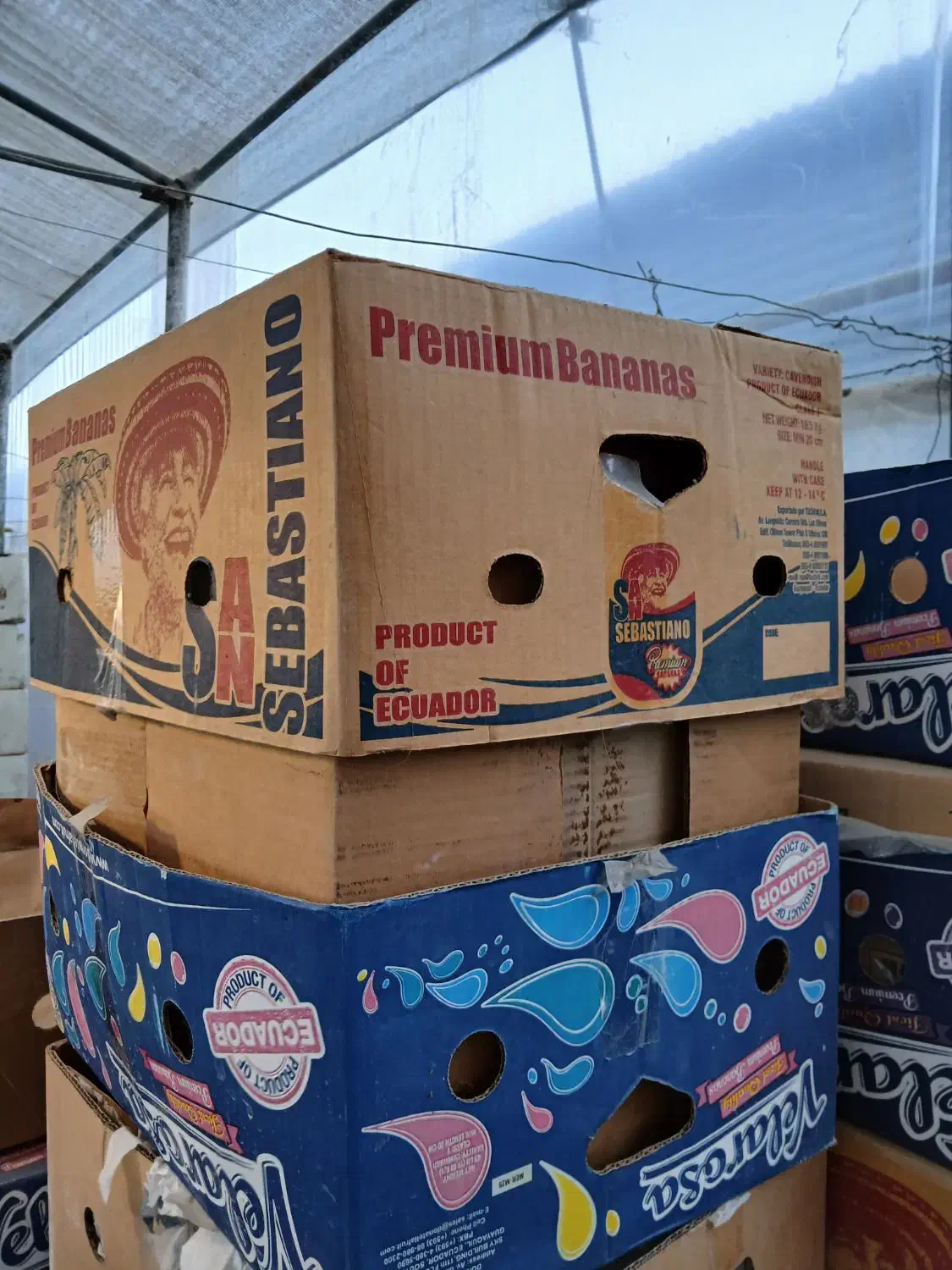 50 عدد کارتن موزی به فروش میرسد|حراج|خاوران, |دیوار