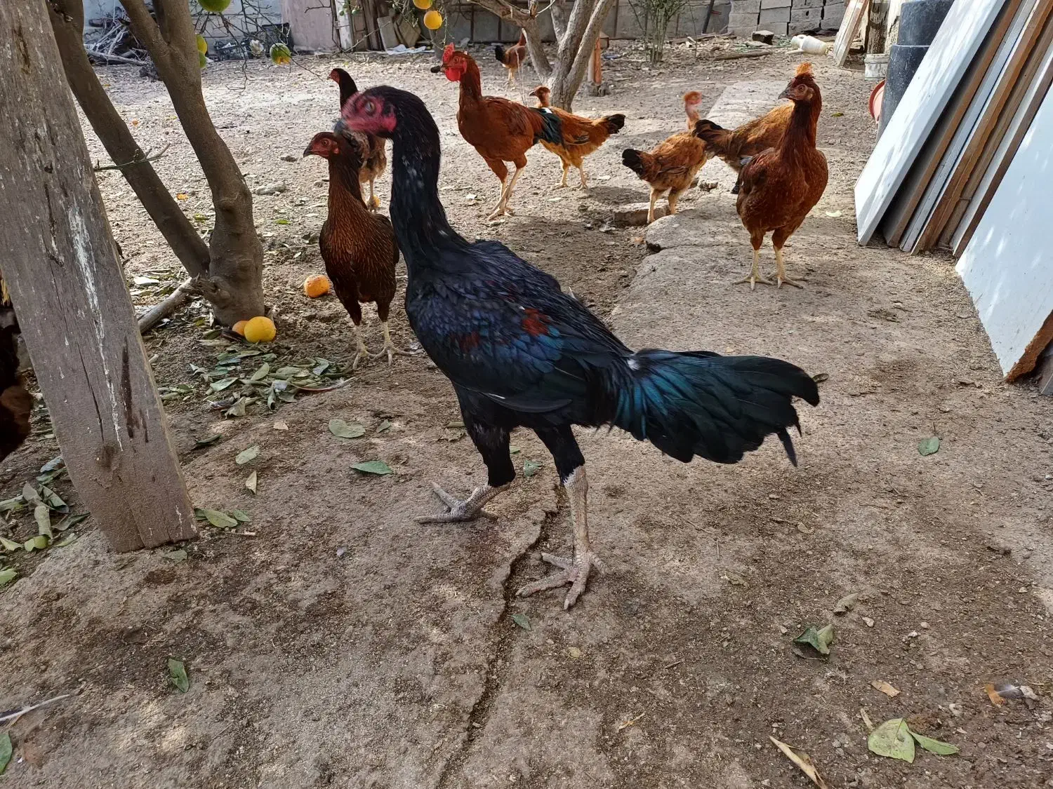 خروس لاری|حیوانات مزرعه|گنبد کاووس, |دیوار