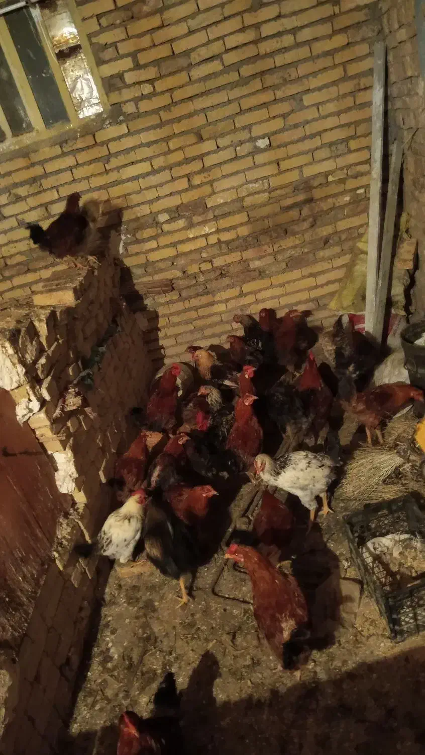 خروس|حیوانات مزرعه|نورآباد, |دیوار