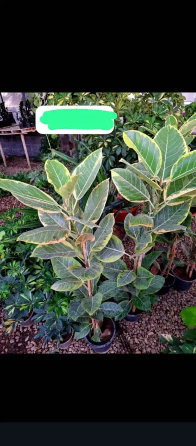 گلفروشی مهرسانا|گل و گیاه طبیعی|آبپخش, |دیوار