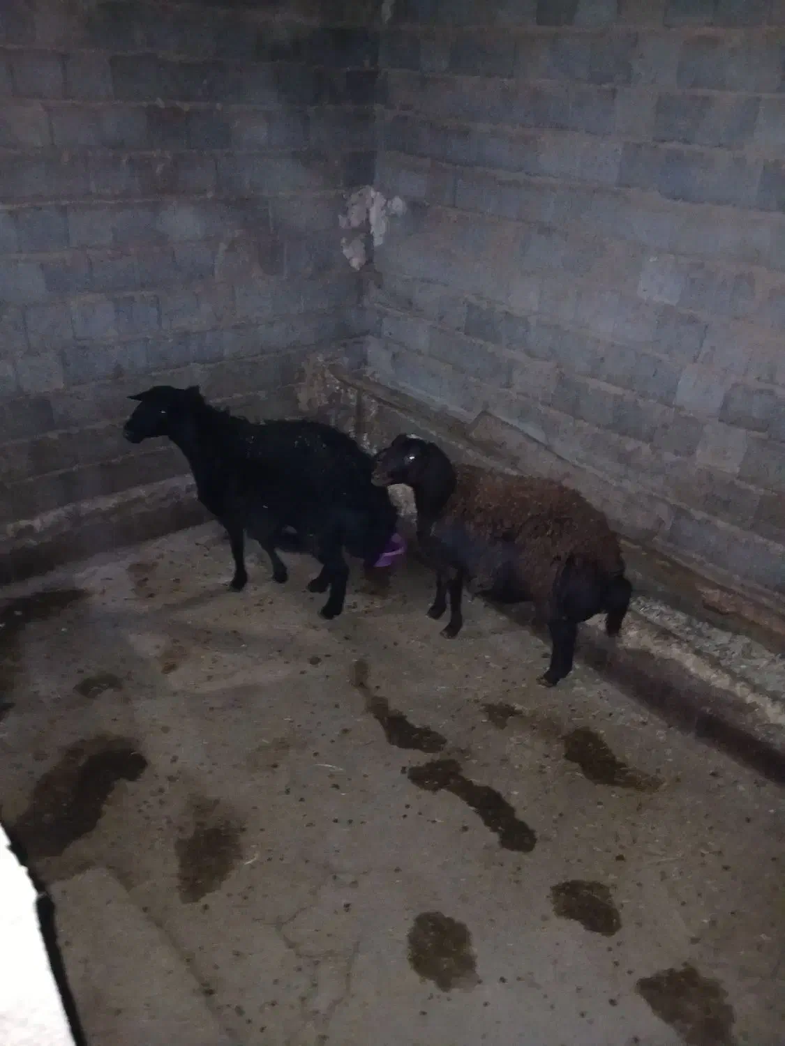 شیشک ماده و بره ماده چاق|حیوانات مزرعه|سقز, |دیوار