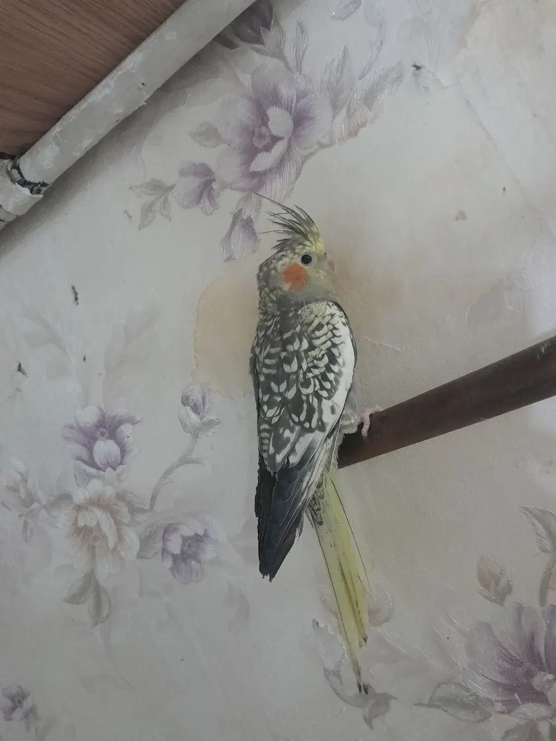 عروس|پرنده|قم, میرزائیه|دیوار