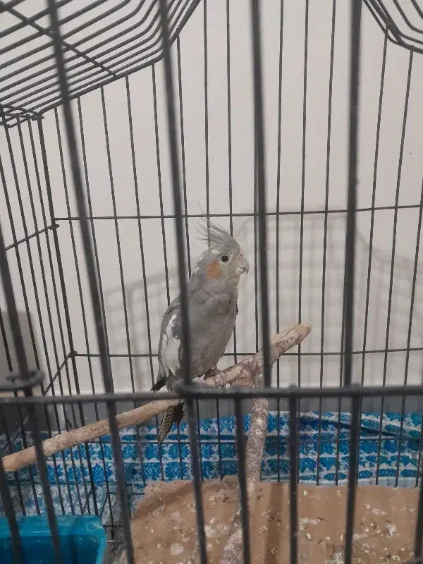 پرنده عروس هلندی|پرنده|کرج, گلدشت|دیوار