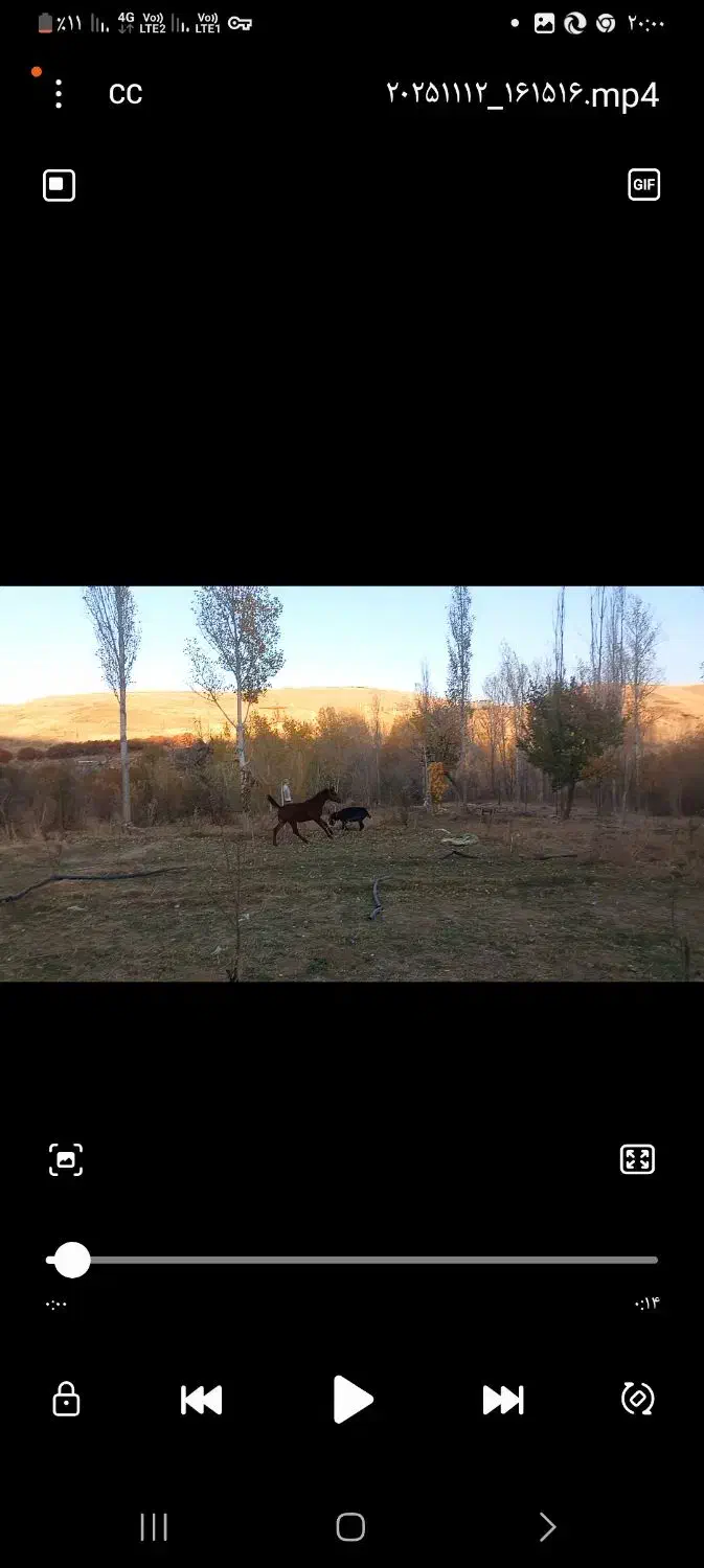 کره اسب نریان کرد چکی|اسب و تجهیزات اسبسواری|آوج, |دیوار