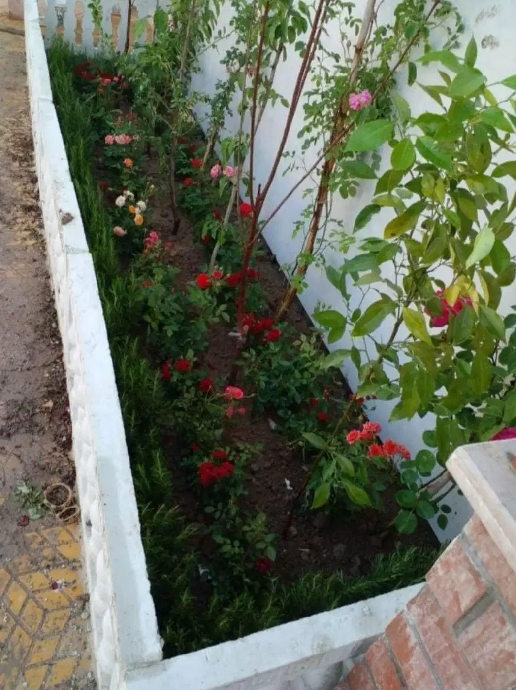 هرس وکلیه کارهای باغبانی|خدمات باغبانی و درختکاری|بندر انزلی, دهکده ساحلی|دیوار