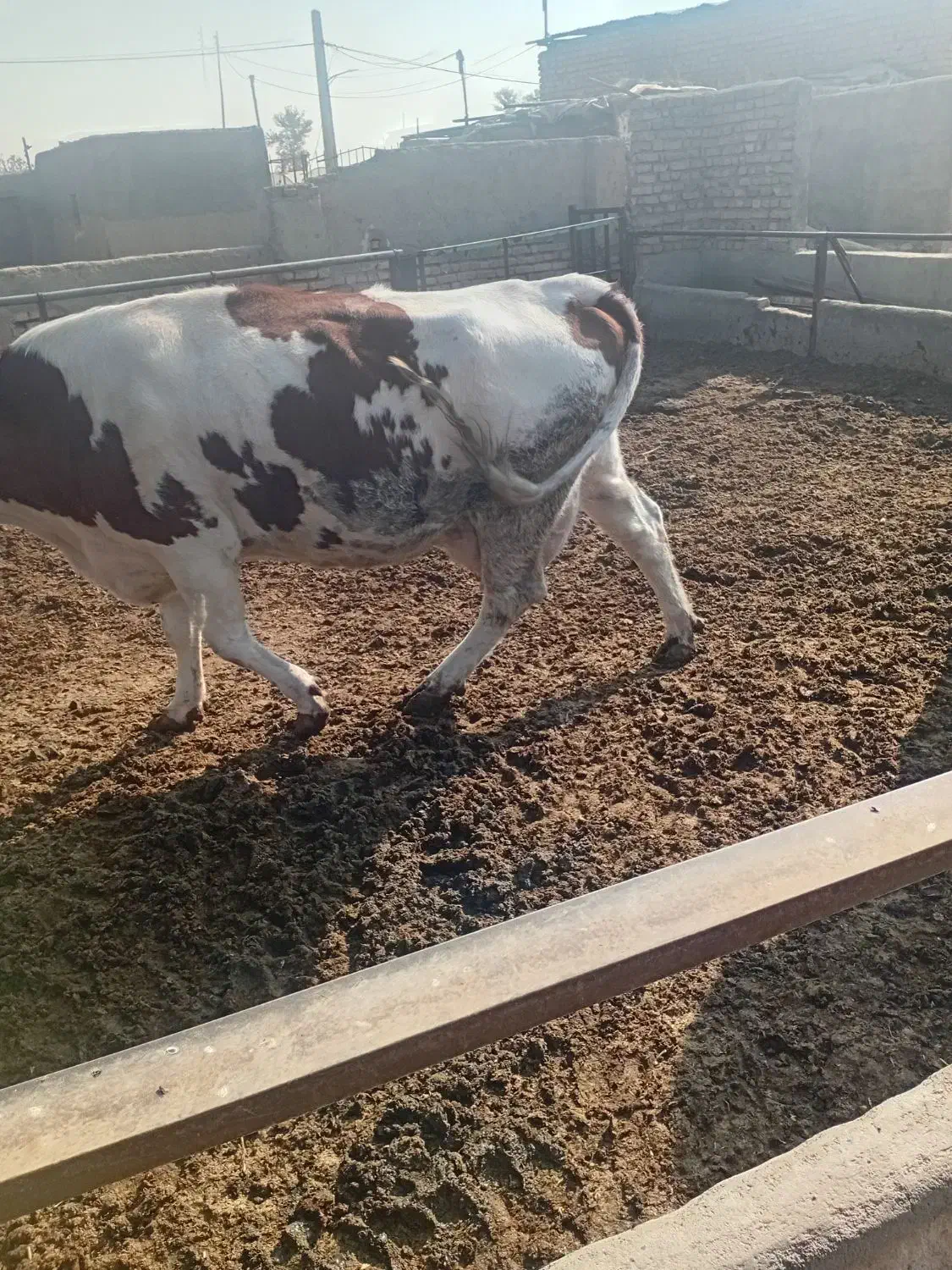 گاو شکم ۱|حیوانات مزرعه|جوادآباد, |دیوار