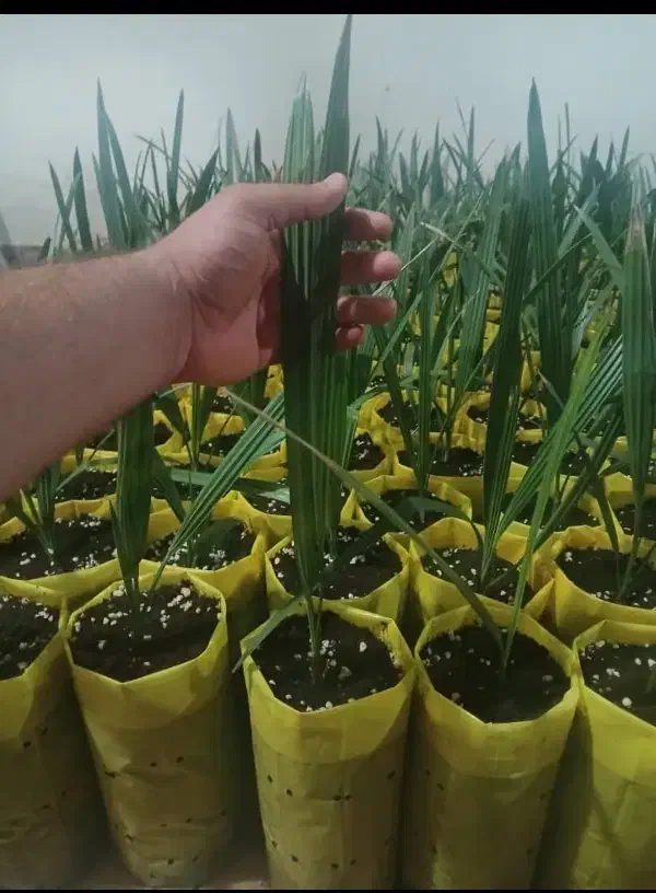 نخل مجول زعفرانی اصل|خدمات باغبانی و درختکاری|بشاگرد, |دیوار