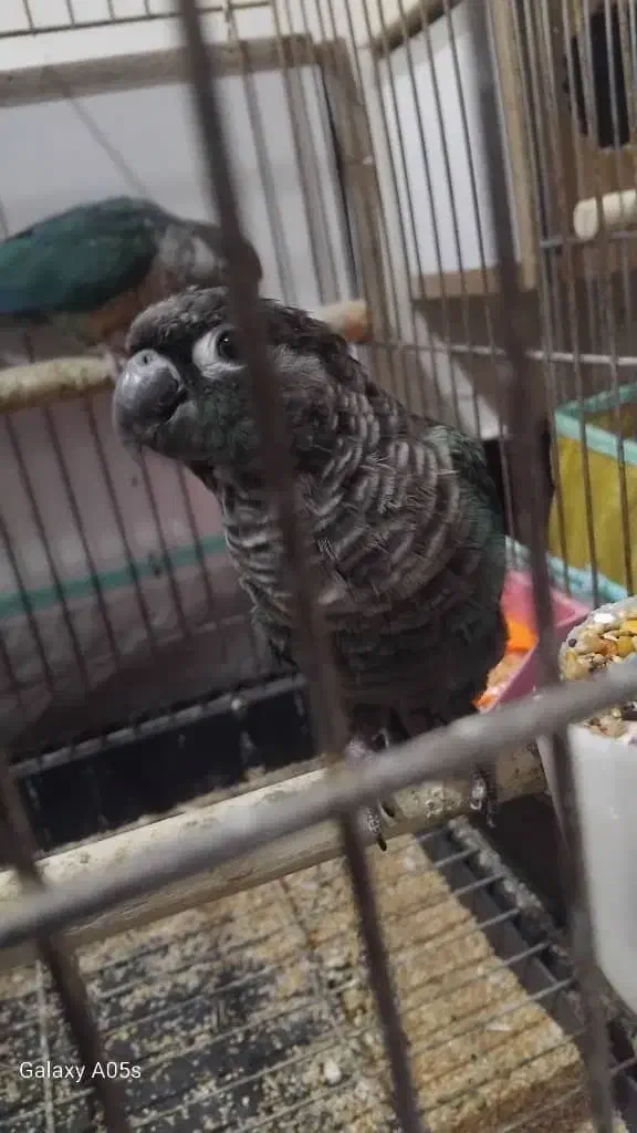 گرینچیک تراکوییس|پرنده|آبادان, |دیوار