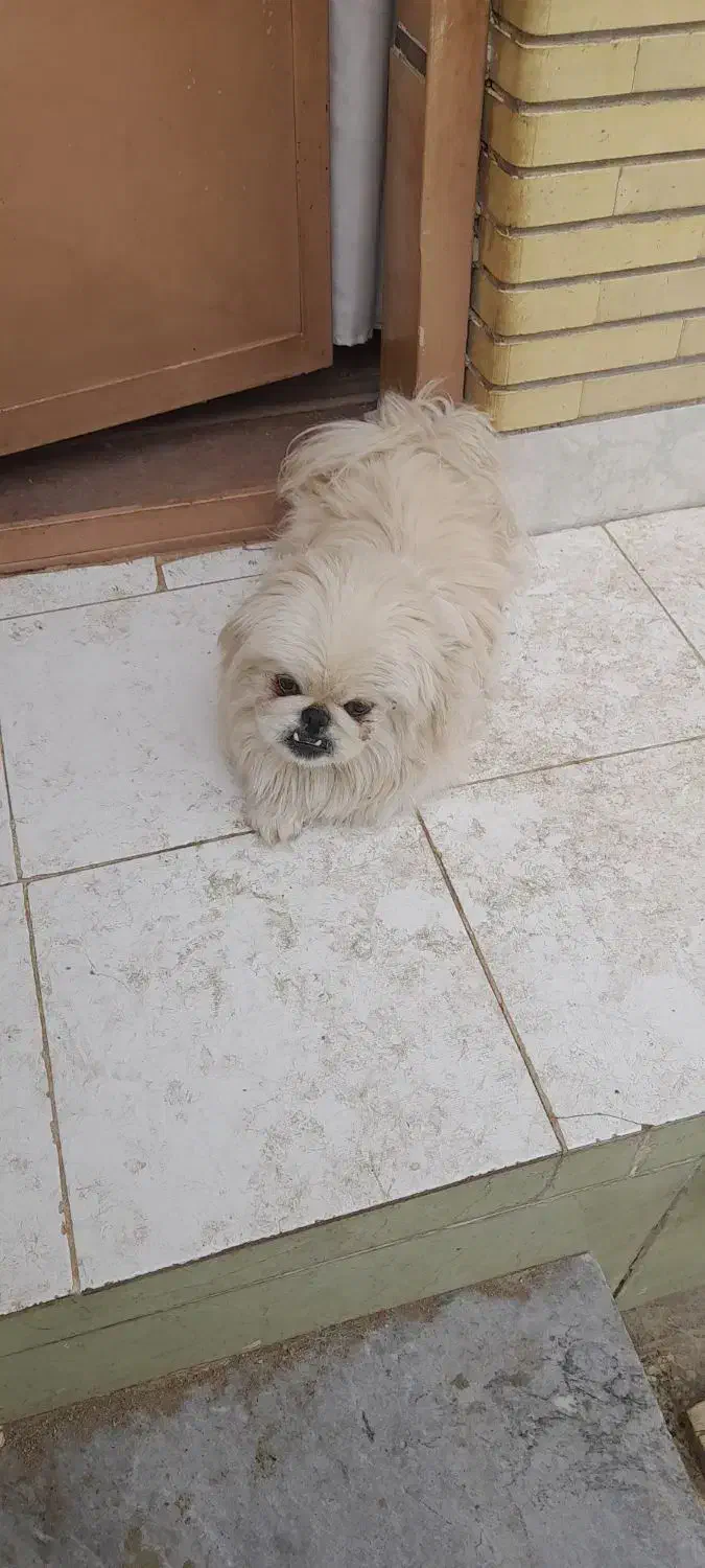 سگ نرپیکنیز شناسنامه دار|سگ|اصفهان, باغ نگاره|دیوار