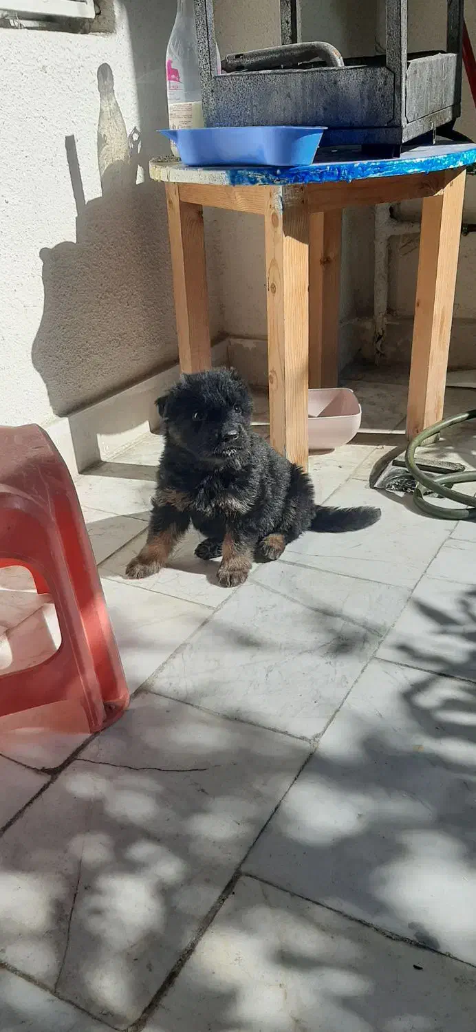 فروش ژرمن|سگ|تهران, درکه|دیوار