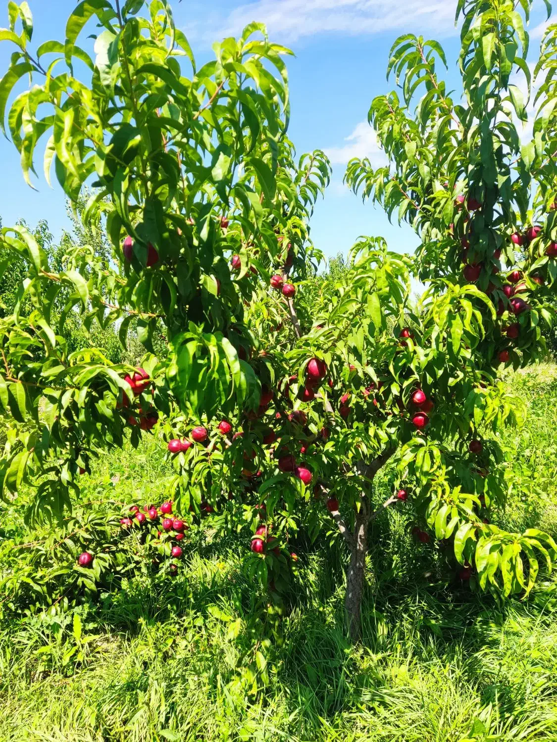 باغ|فروش دفتر صنعتی، کشاورزی، تجاری|فندقلو, |دیوار