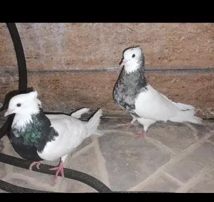 طوقی گمشده توضیحات و بخونید همسایگان شهرک نفت|حیوانات|دوگنبدان, |دیوار