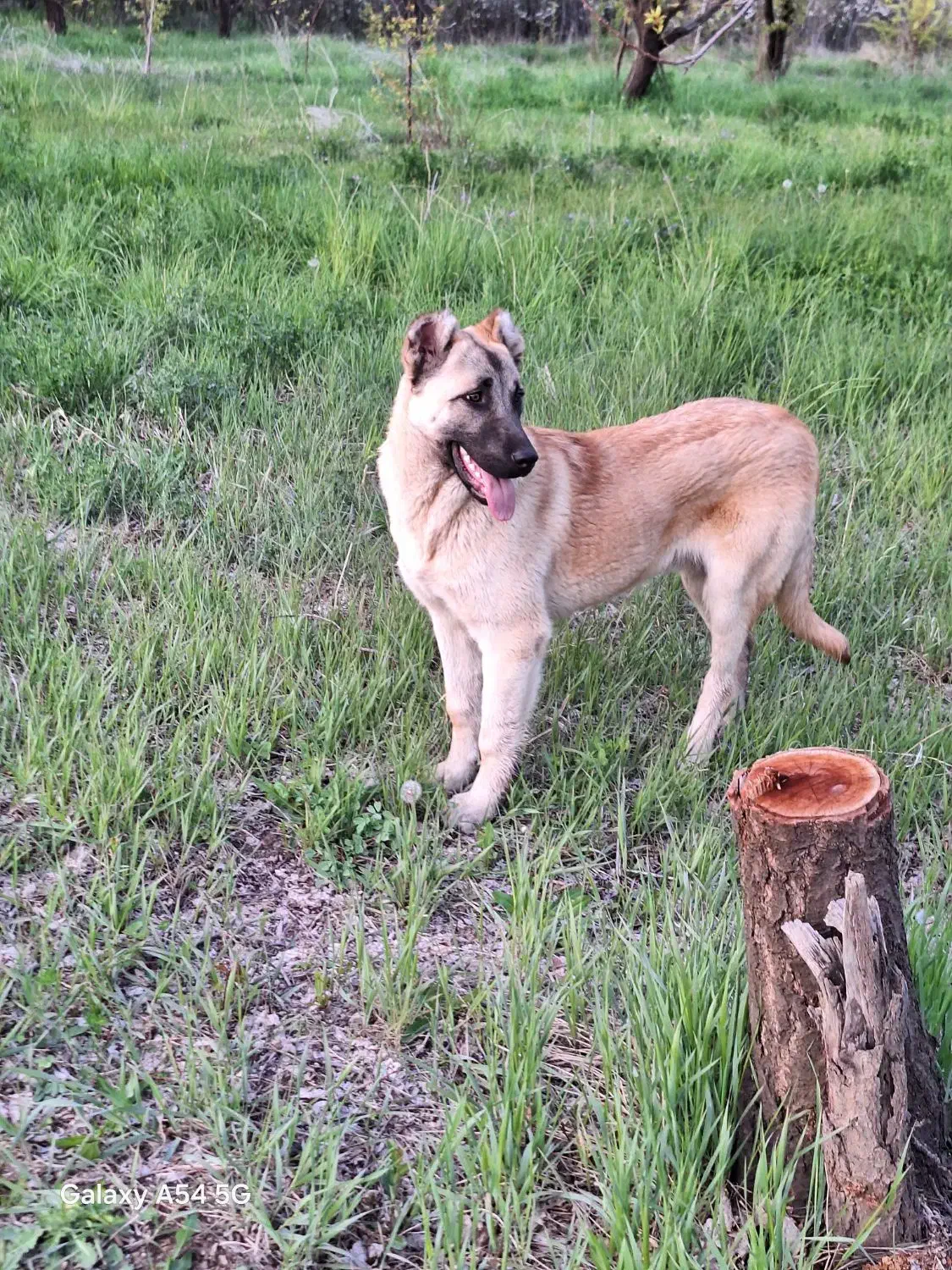 سگ گمشده شنبه صبح ۱۷ آبان|سگ|مهاباد (آذربایجان غربی), |دیوار