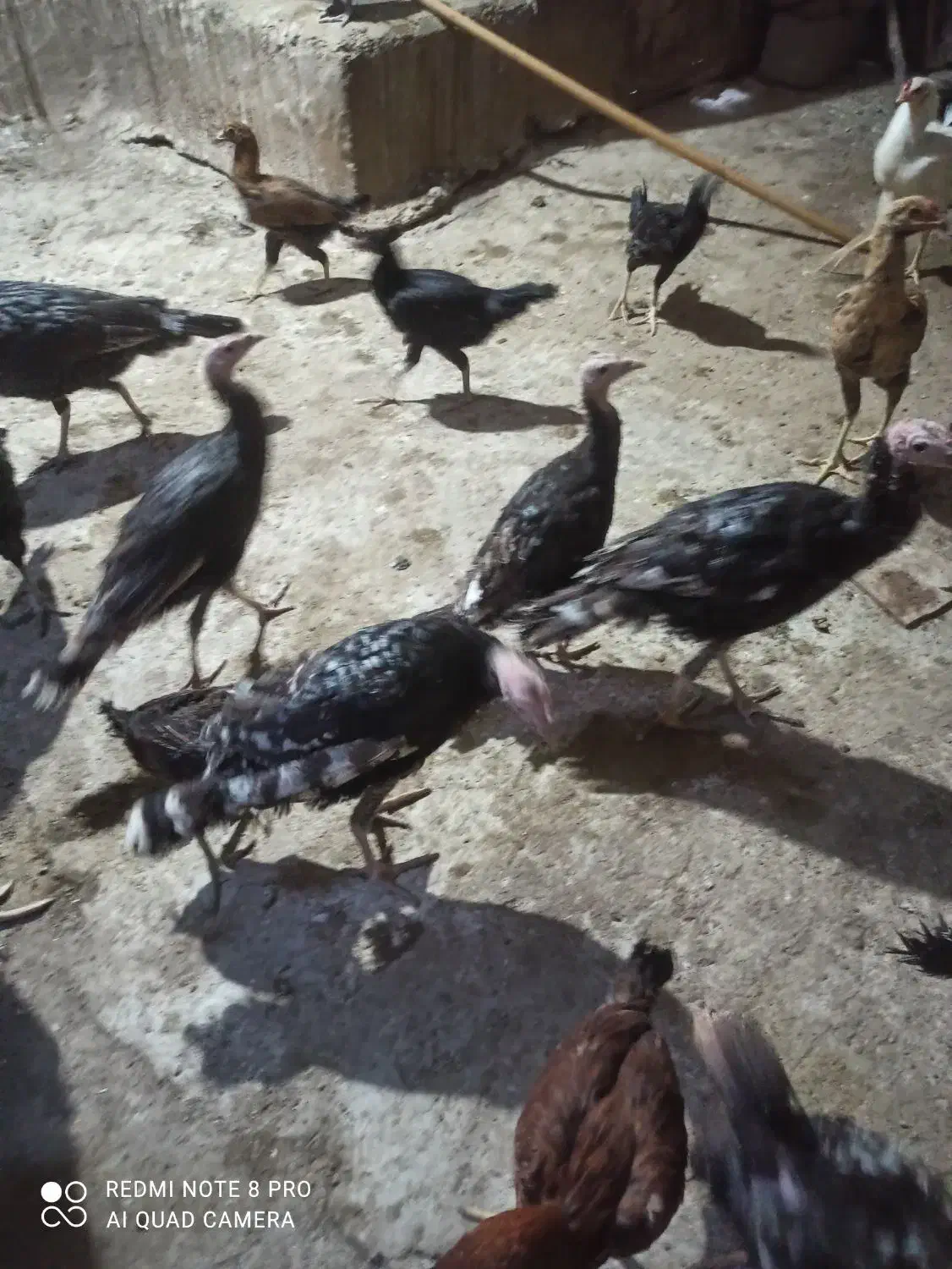 جوجه بوقلمون|حیوانات مزرعه|جزنیک, |دیوار