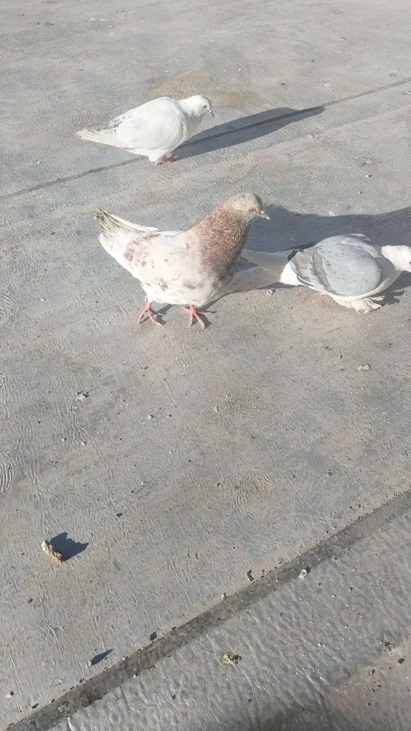 فروش 5 عدد کبوتر نرو ماده|پرنده|محلات, |دیوار