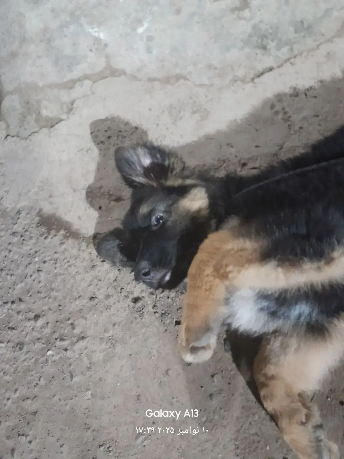 ژرمن شپرد|سگ|لاهیجان, قیام|دیوار