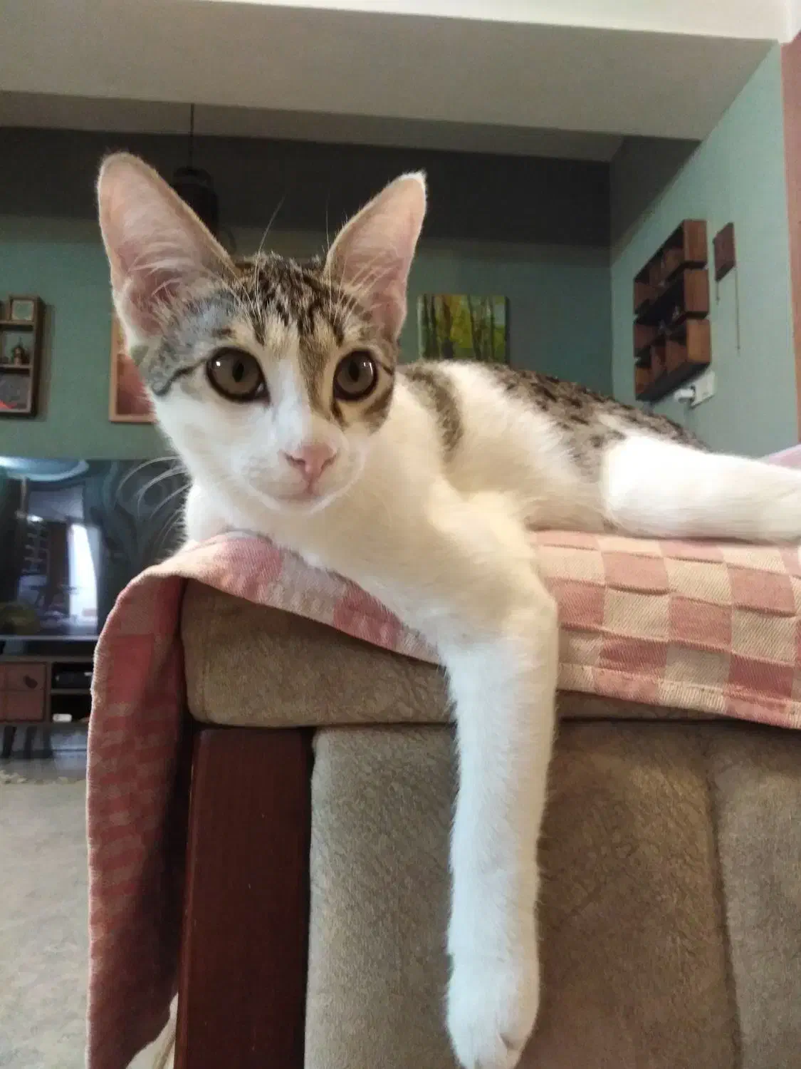 واگزاری گربه ماده شش ماهه عقیم و انگل تراپی شده|گربه|ساری, |دیوار