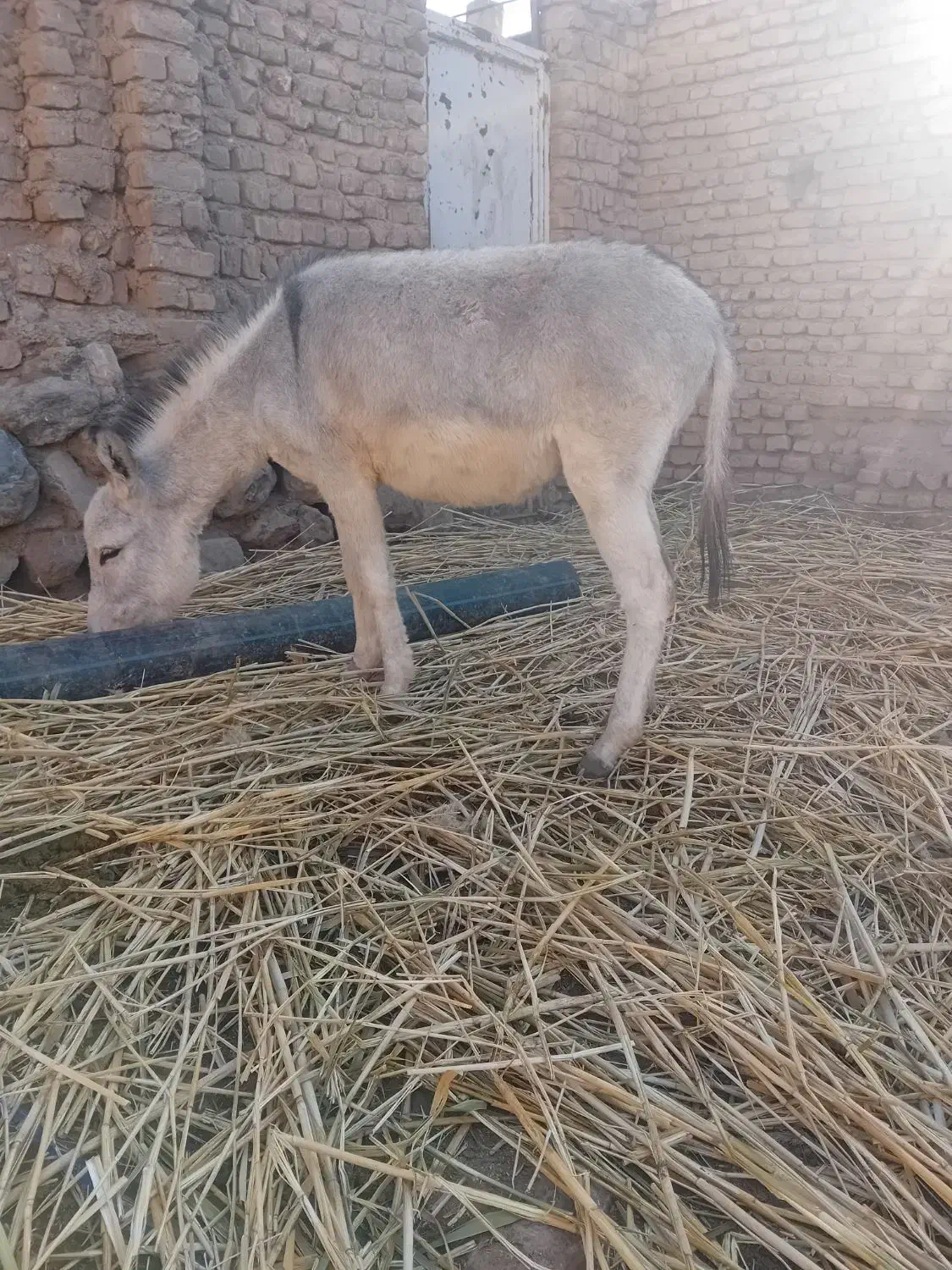 کره الاغ|حیوانات مزرعه|نیشابور, شهرکهنه|دیوار