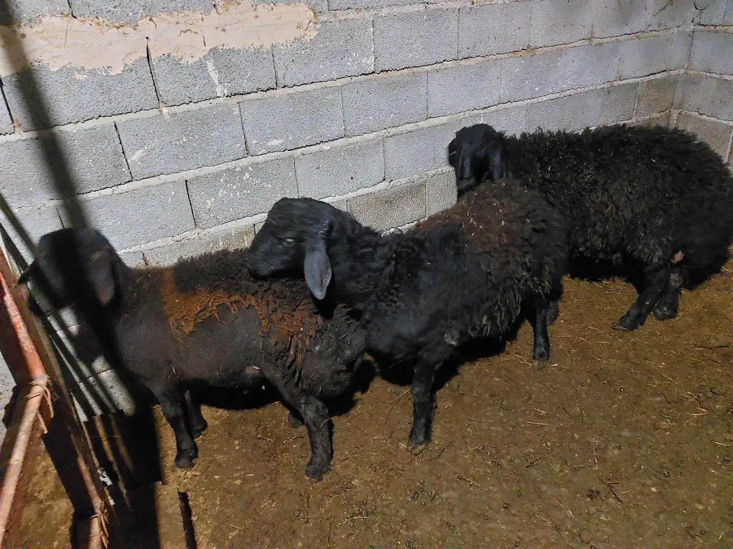 بره نر قره قزل افشاری|حیوانات مزرعه|آذرشهر, |دیوار