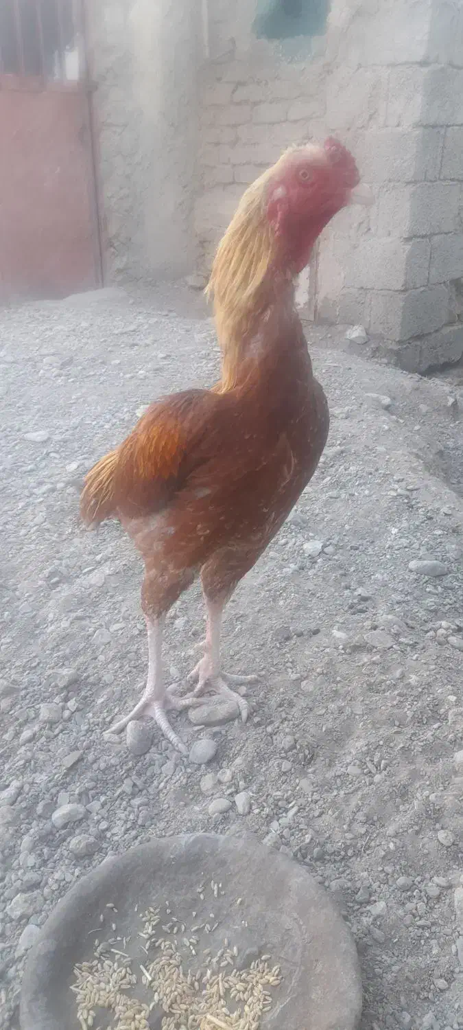 مرغ|پرنده|ایرانشهر, |دیوار