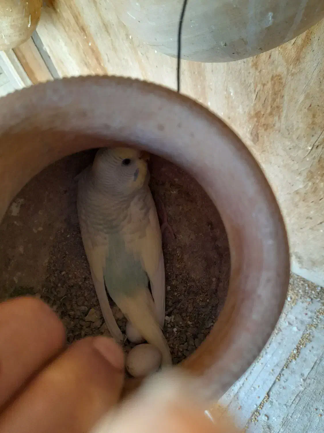 مرغ عشق|پرنده|کنارک, |دیوار