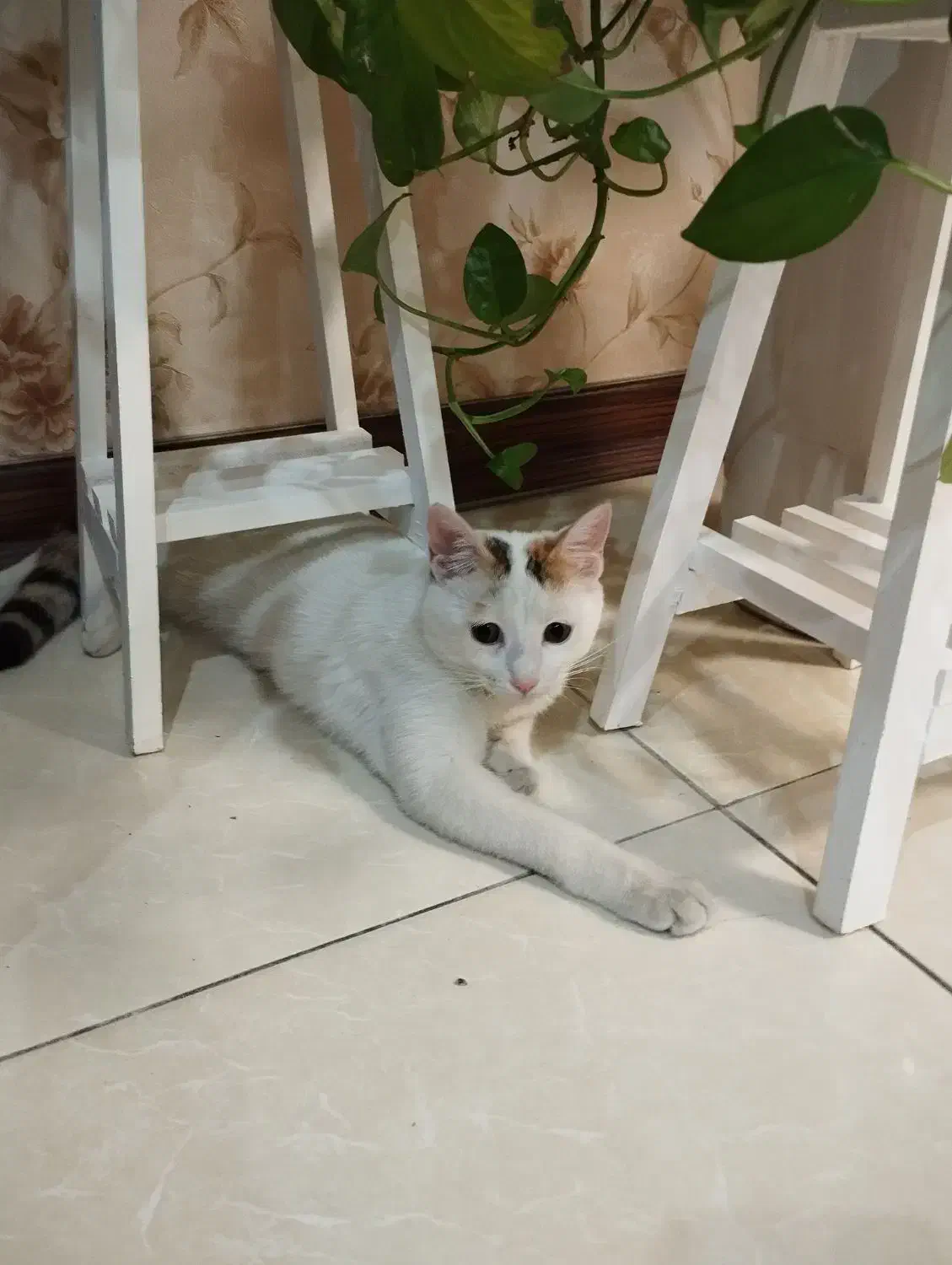 گربه گمشده|گربه|اسلامشهر, شهرک قائمیه|دیوار