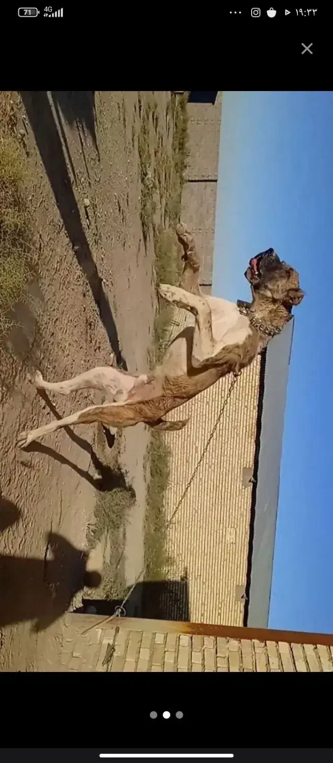 خراسانی نر|سگ|جیرفت, |دیوار