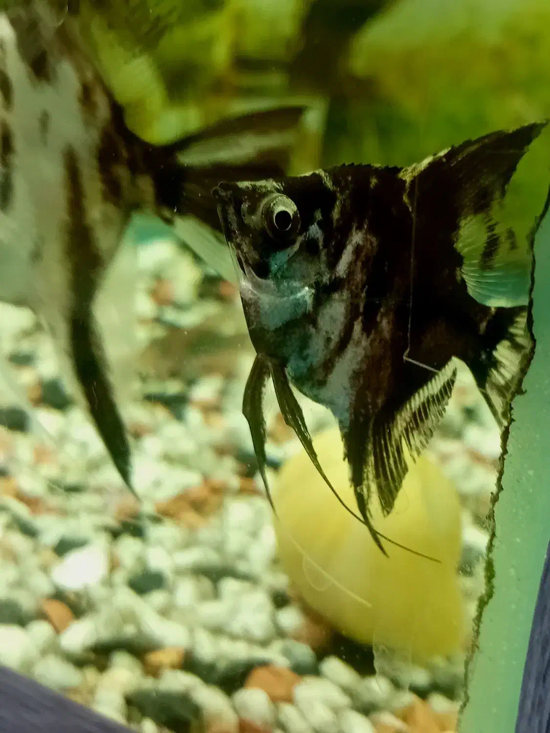 زینتی ماهی|ماهی|الوند, |دیوار