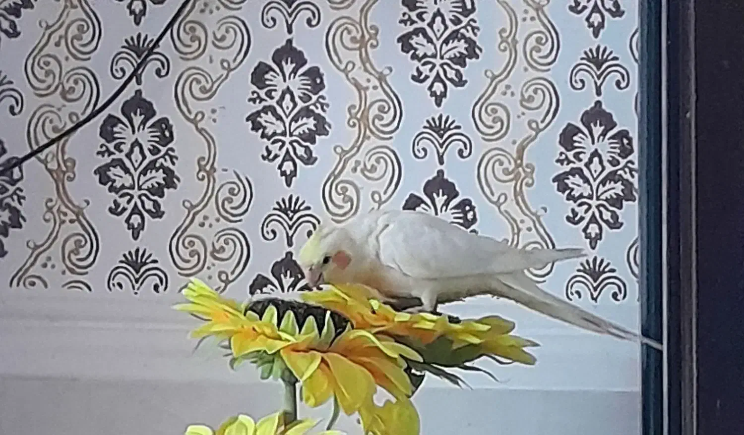 گمشده در محله محمد خانی|حیوانات|میناب, |دیوار