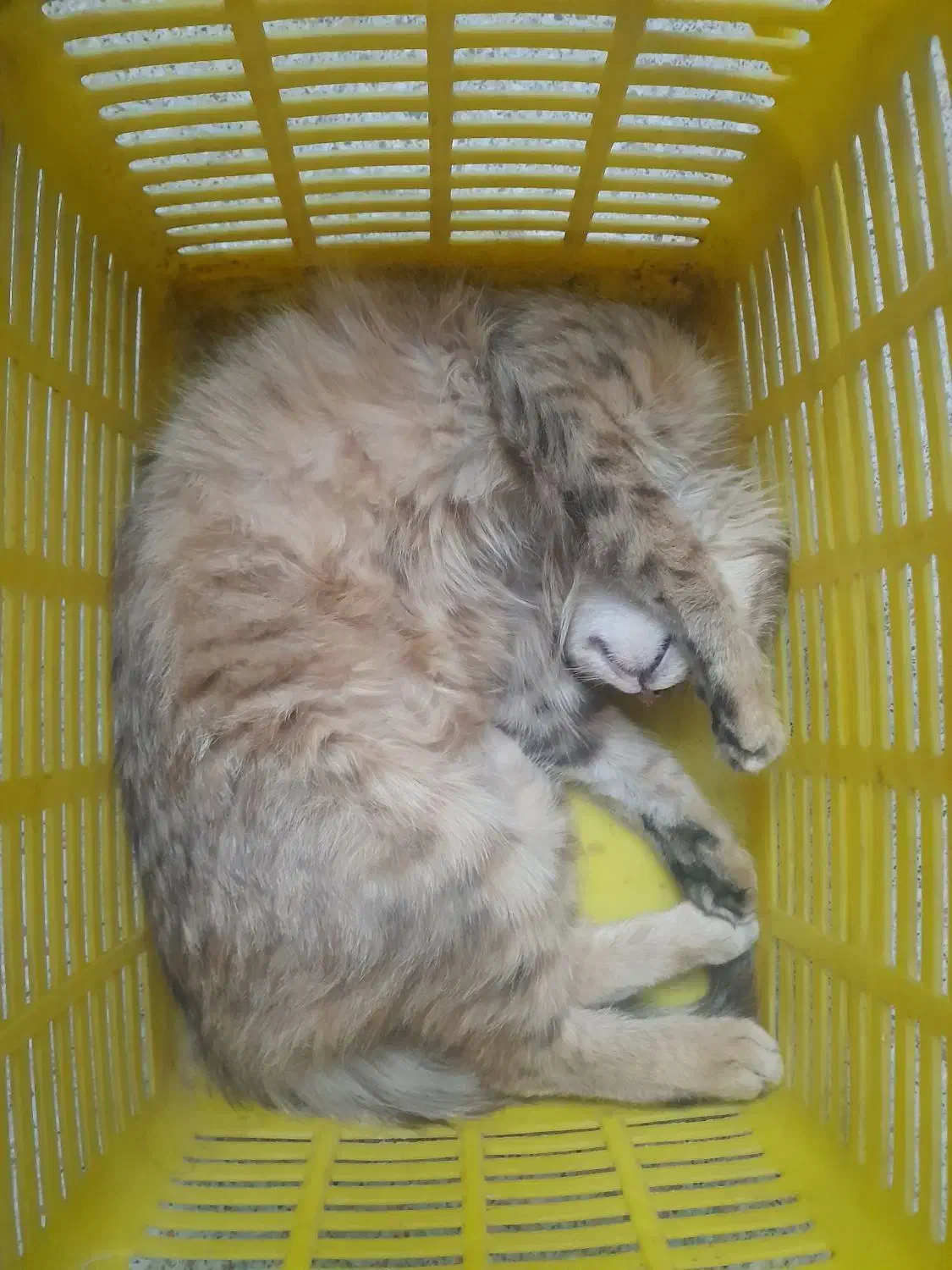 گربه|گربه|اندیمشک, |دیوار