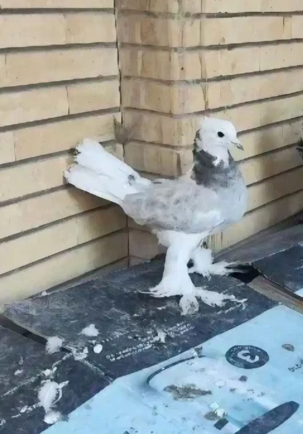 کفتر شازده هما پاپر|پرنده|تهران, کوی بیمه|دیوار