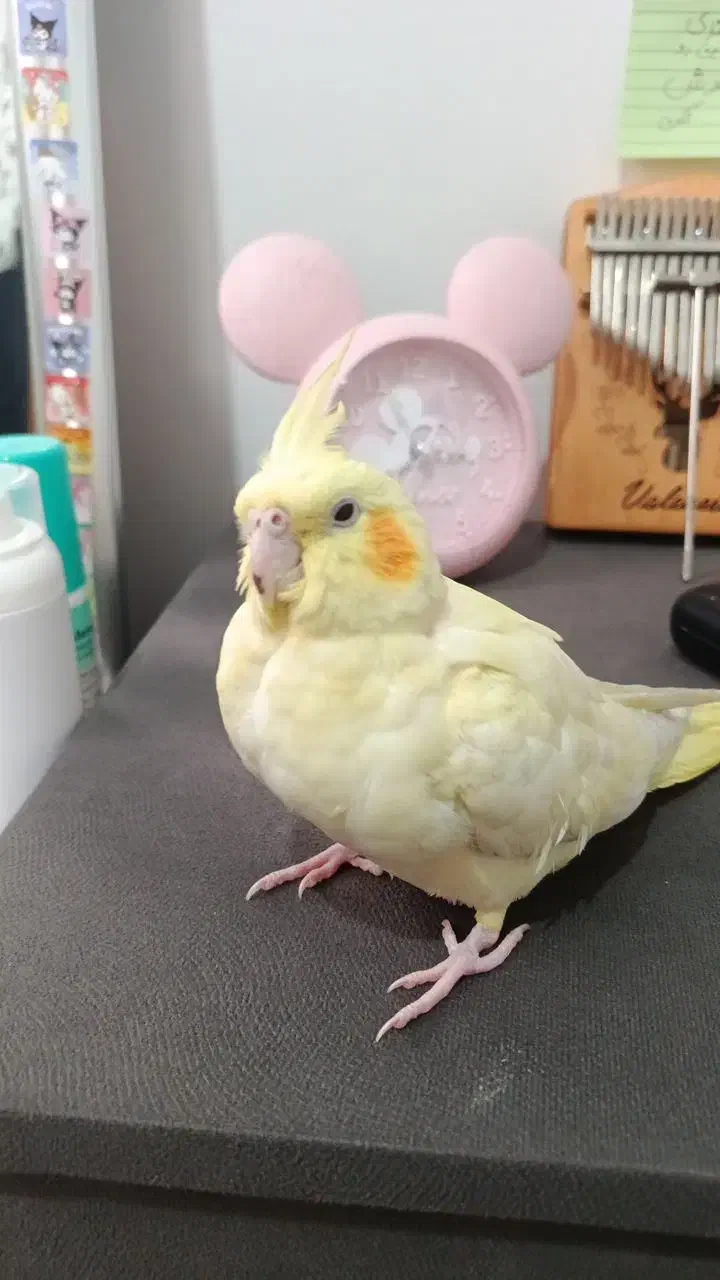 عروس هلندی گمشده|حیوانات|اندیشه, شهرک مریم|دیوار