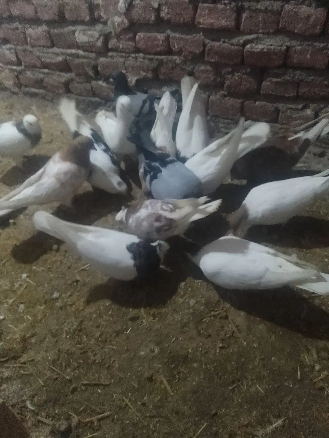 کبوتر|پرنده|ملکان, |دیوار