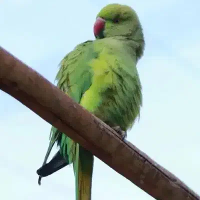 گمشده ایسین|حیوانات|بندرعباس, |دیوار