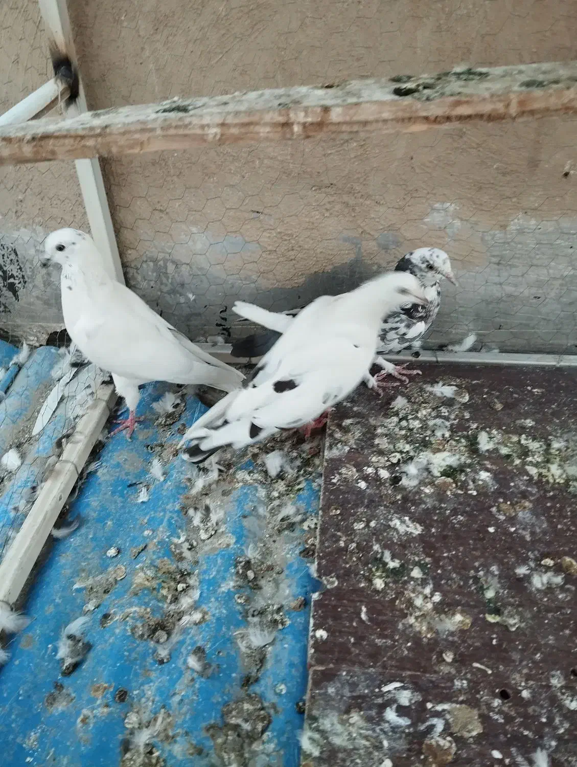 کفتر پر شی|پرنده|کرج, المهدی|دیوار