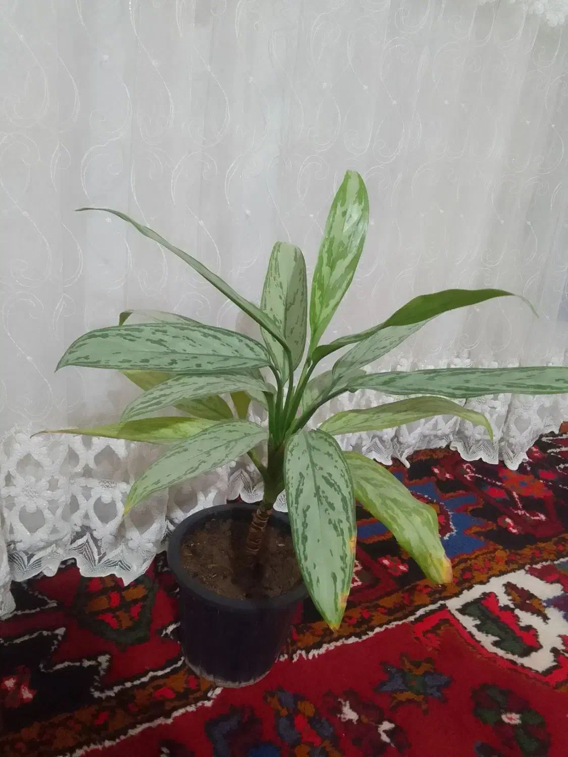 گیاهان|گل و گیاه طبیعی|آذرشهر, |دیوار
