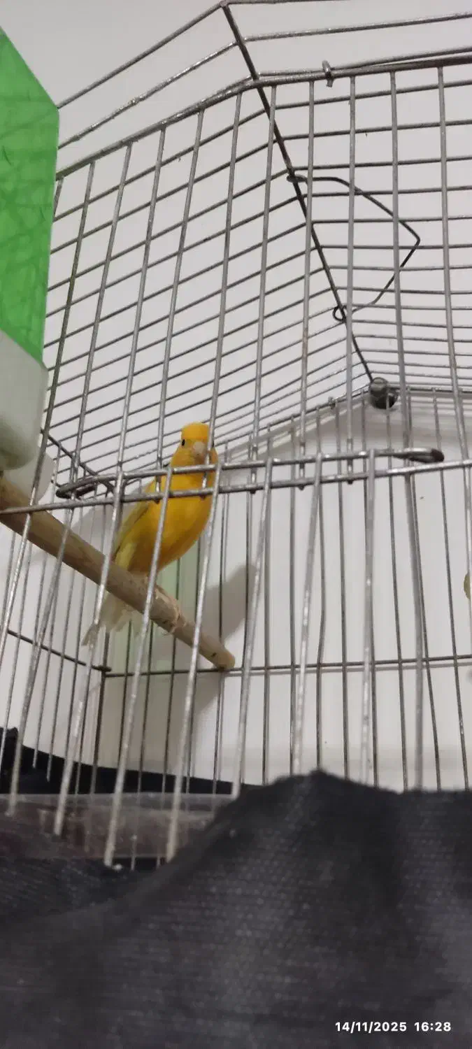 ماده پرتغالی آماده آماده رابرا کار نداده|پرنده|شیراز, شهرک مهرگان|دیوار