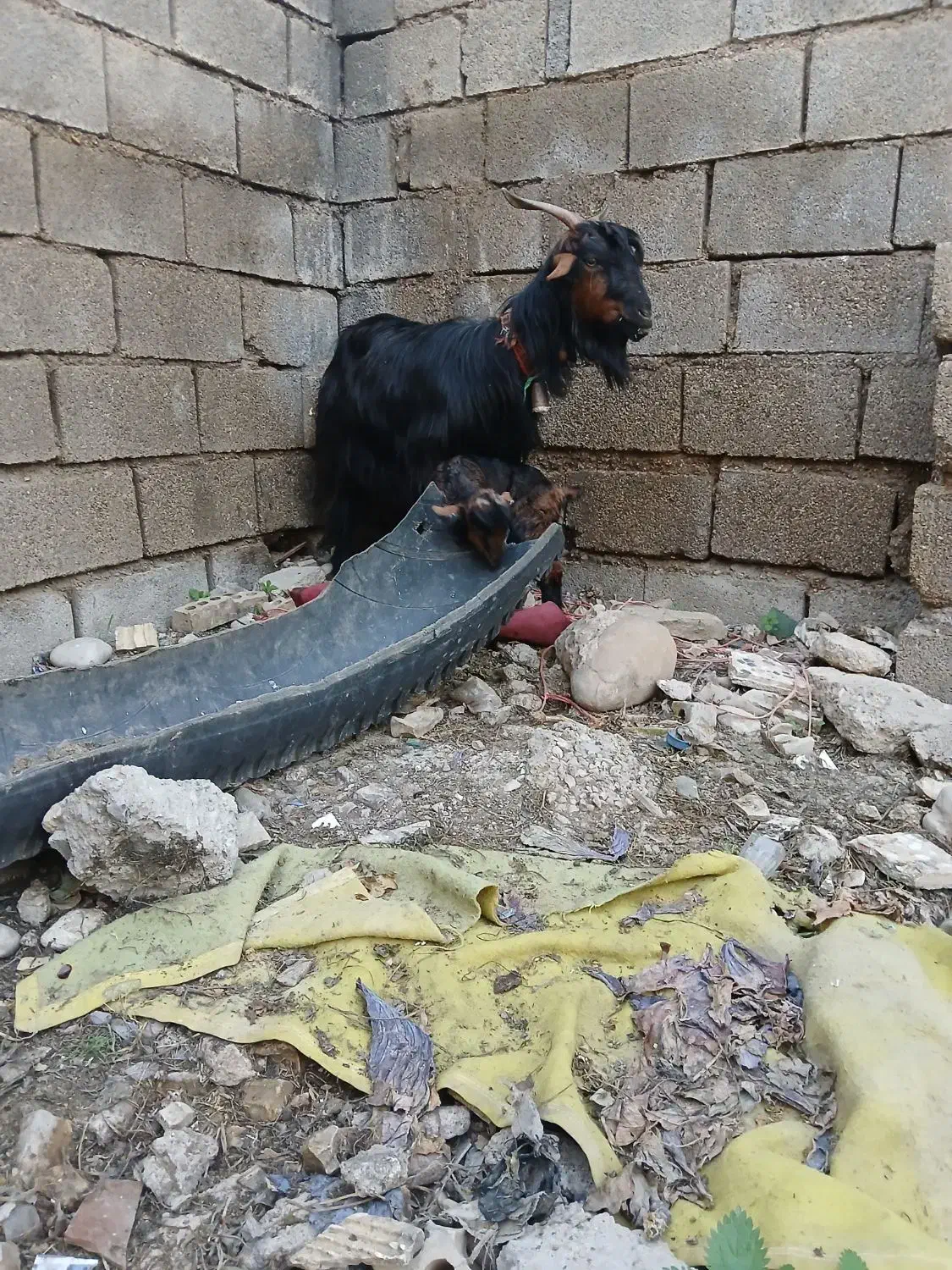 بزبزغاله|حیوانات مزرعه|دزفول, |دیوار